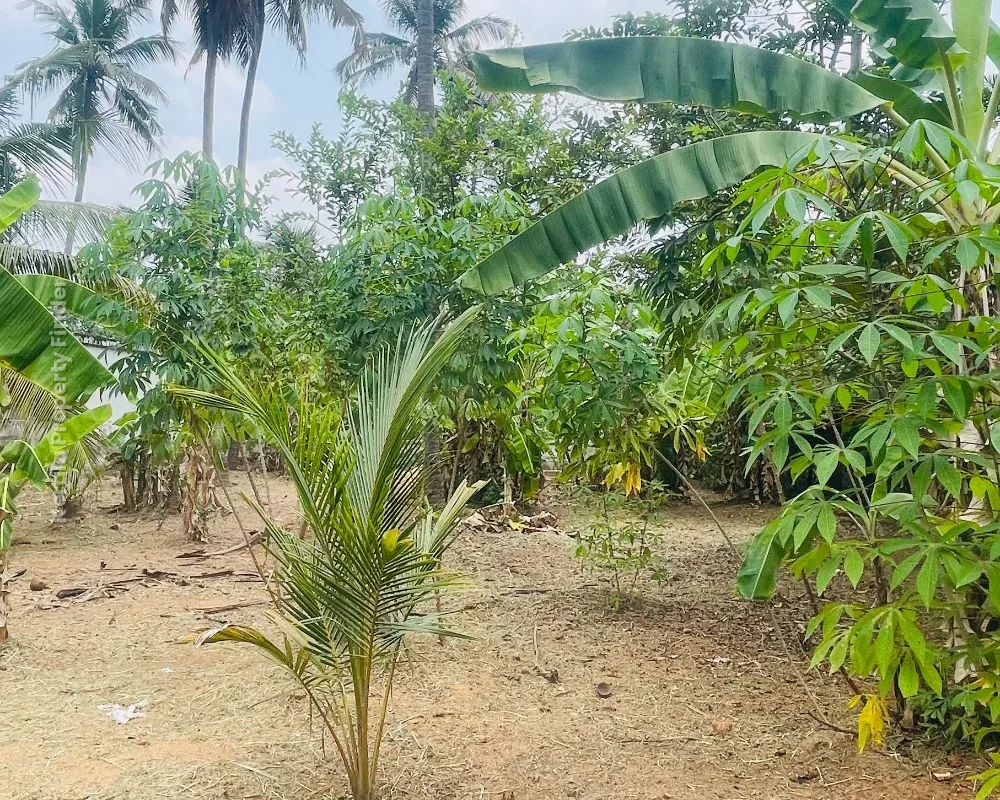Residential Land-17 cent for sale in Chiyyaram , Near Gallie , Thrissur - Photo 7