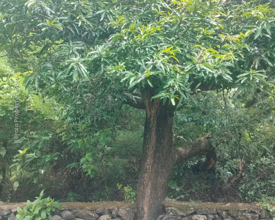 30-cent land for sale in Paravattani, Thrissur - Photo 6