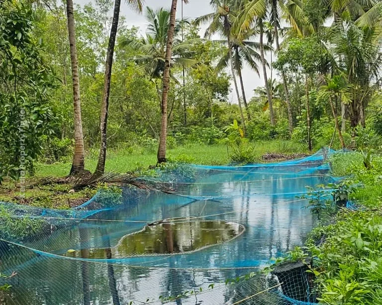 62 Cents of Land with House for Sale | Thottappally, Alappuzha, - Photo 3
