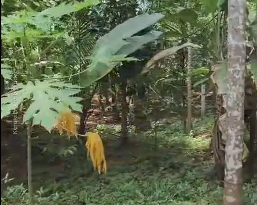 Land with House for Sale in Mannuthy, Mulayam-Koottala - Photo 4