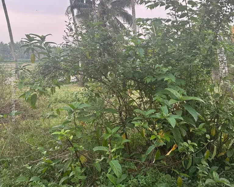 10 cents Residential Plot for Sale at Olari, Chettupuzha, Thrissur - Residential in Olari, Thrissur - photo 2