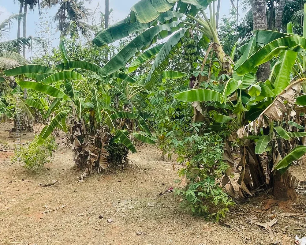 Residential Land-17 cent for sale in Chiyyaram , Near Gallie , Thrissur - Photo 8