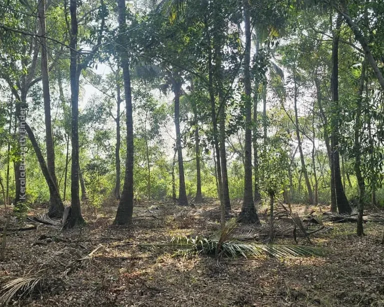 62 Cents of Land with House for Sale | Thottappally, Alappuzha, - Photo 6