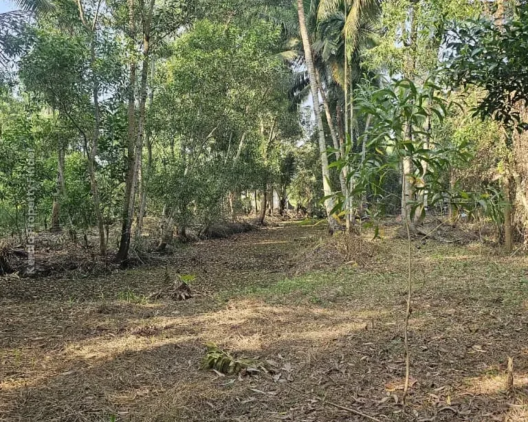 62 Cents of Land with House for Sale | Thottappally, Alappuzha, - Photo 4