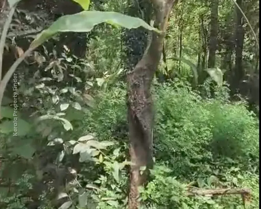 Land with House for Sale in Mannuthy, Mulayam-Koottala - Photo 3