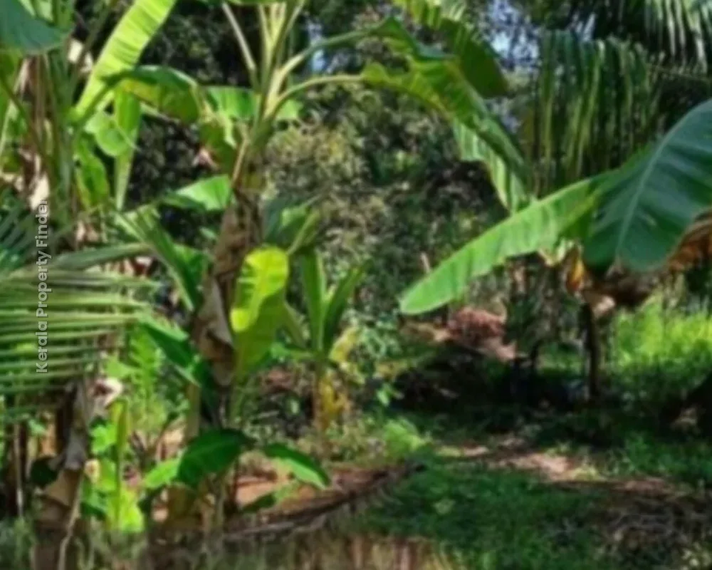 14 Cent Plot with House for Sale  Palarivattom, Kochi - Residential in Palarivattom, Ernakulam