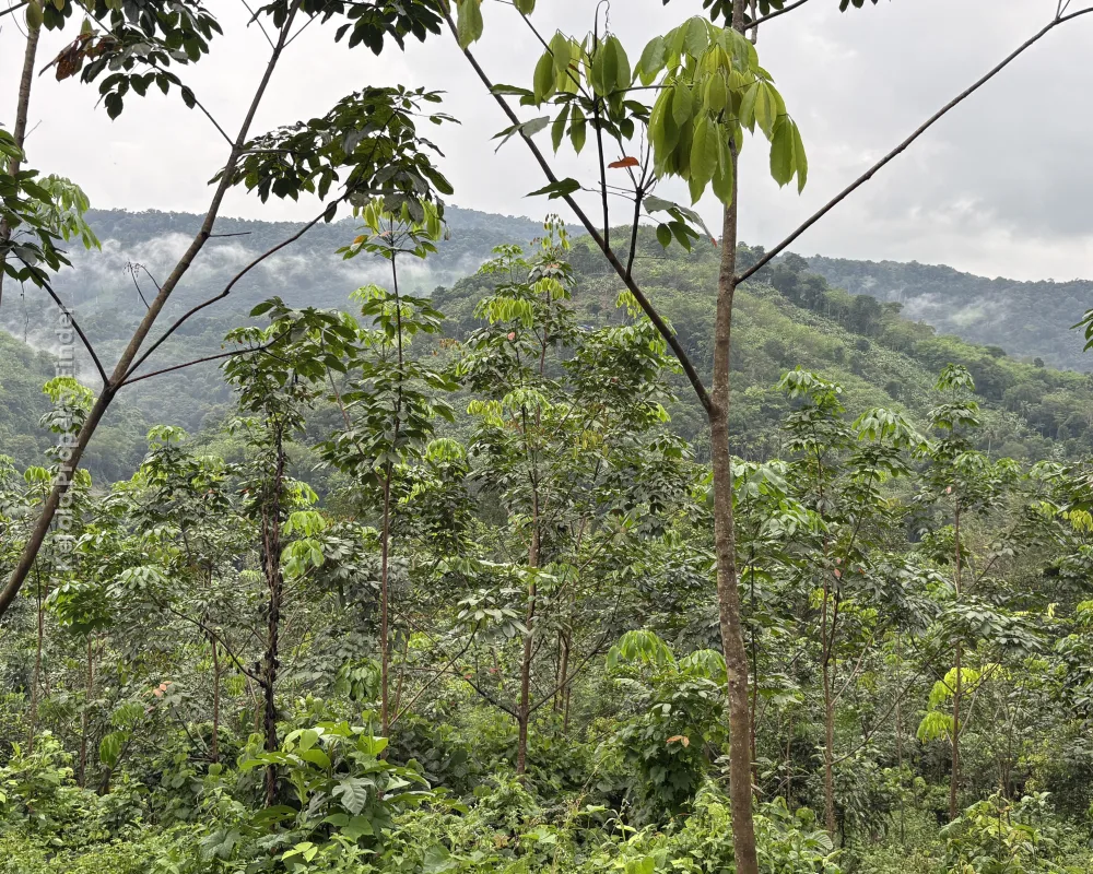 2.45 Acre Replanted Rubber Land For Sale. - Agricultural in Erumely, Kottayam