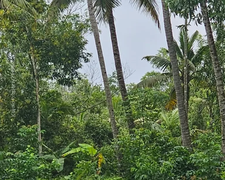 62 Cents of Land with House for Sale | Thottappally, Alappuzha, - Agricultural in Thottappally EDB O, Alappuzha