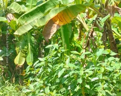 Residential Land-10 cent for sale near Kerala Varma college, Westfort, Thrissur. - Residential in West Fort, Thrissur