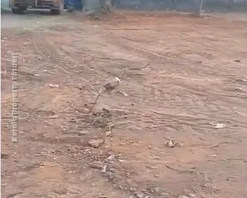 Residential plots for sale near kerala varma college, Kanattukara, Thrissur - Photo 6