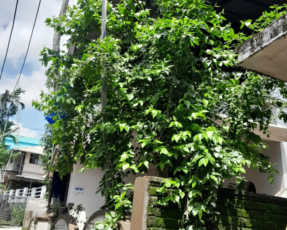 2 BHK Independent House for Urgent Sale in Aluva - Residential in Aluva, Ernakulam - photo 2