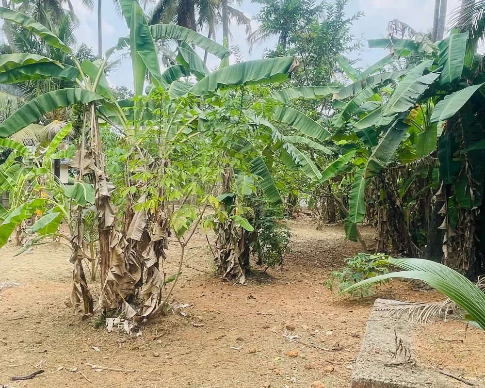 Residential Land-17 cent for sale in Chiyyaram , Near Gallie , Thrissur - Photo 4
