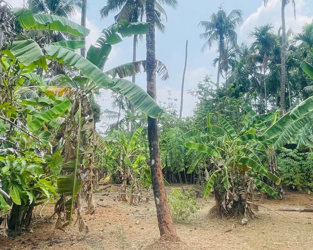 Residential Land-17 cent for sale in Chiyyaram , Near Gallie , Thrissur - Residential for Sale in Chiyyaram, Thrissur