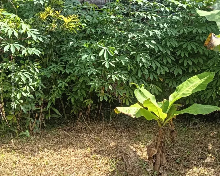 Residential Land- 7.50 Cents For sale in Kuttoor, Naithalakkavu, Thrissur - Photo 7