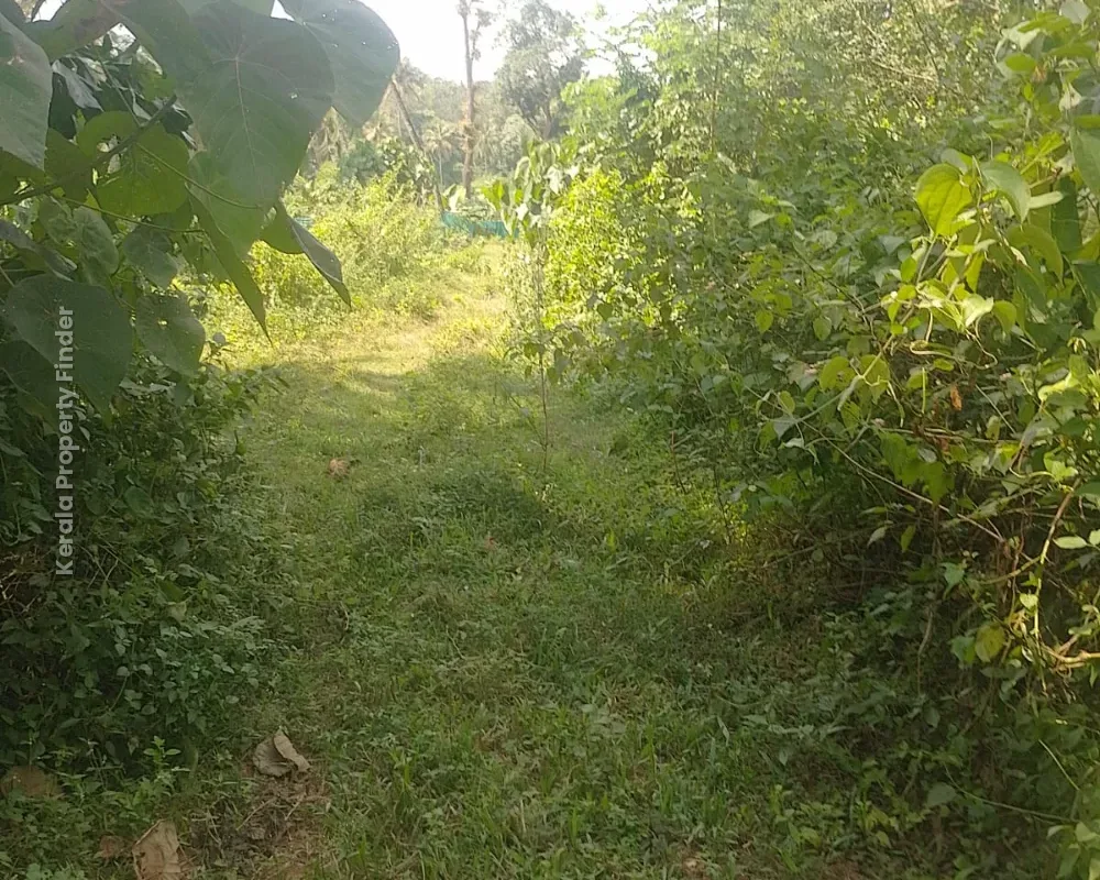 Residential Land for Sale  Poomala, Thrissur - Photo 8