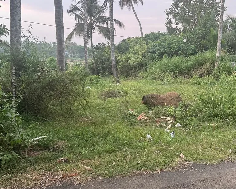 10 cents Residential Plot for Sale at Olari, Chettupuzha, Thrissur - Residential in Olari, Thrissur - photo 6