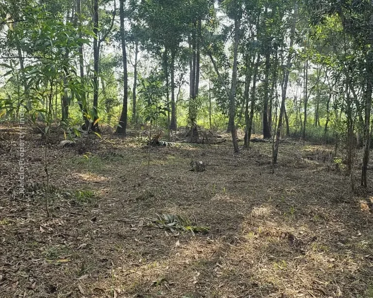 62 Cents of Land with House for Sale | Thottappally, Alappuzha, - Photo 7