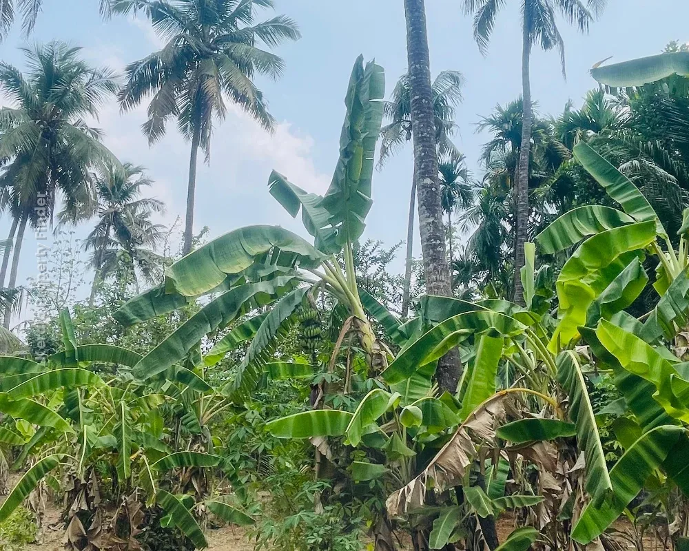 Residential Land-17 cent for sale in Chiyyaram , Near Gallie , Thrissur - Photo 2