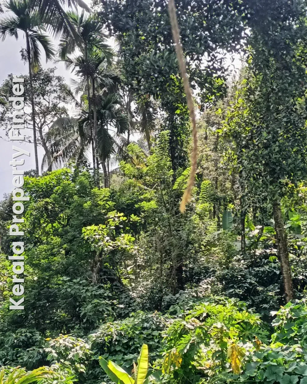 50 cents Scenic Premium Property in Wayanad - Photo 3