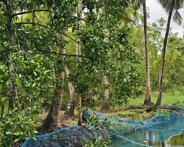 62 Cents of Land with House for Sale | Thottappally, Alappuzha, - Photo 2