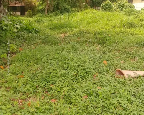 Land for Sale in Amala, Thrissur - Residential for Sale in Amalanagar, Thrissur