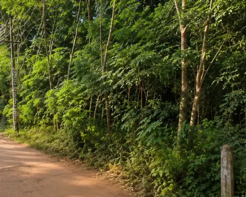 Plot for sale in Pathiripala Manur - Residential for Sale in Pathiripala, Palakkad