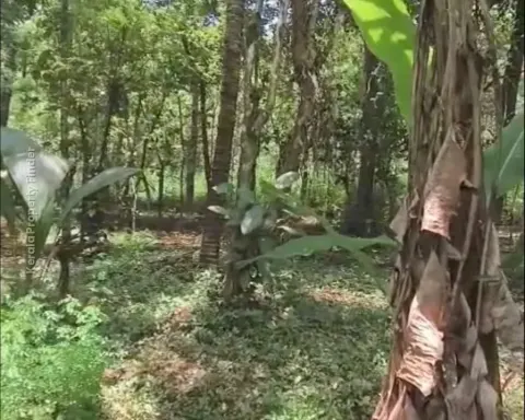 Land with House for Sale in Mannuthy, Mulayam-Koottala - Residential for Sale in Mulayam, Thrissur